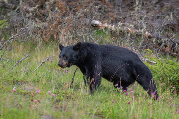 American black bear in Jasper National Park, Alberta, Rocky Mountains, Canada