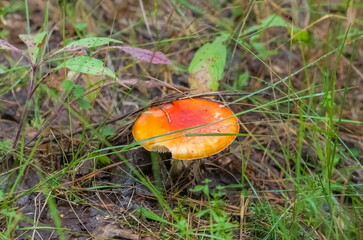 Mushroom raincoat closeup on ground and green grass background in summer forest