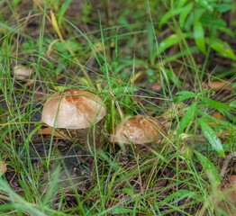 Boletus mushroom close-up on the background of land and green grass in the forest in summer