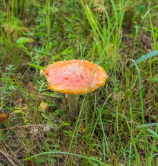 Mushroom raincoat closeup on ground and green grass background in summer forest