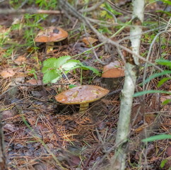 Mushroom Oilcan close-up on the background of land and green grass in the forest in summer