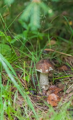 Boletus mushroom close-up on the background of land and green grass in the forest in summer