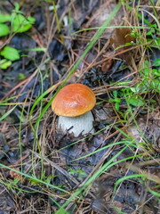 White mushroom on last year's foliage and grass in the forest closeup
