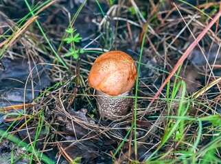 Mushroom aspen on last year's leaves and grass in the forest closeup