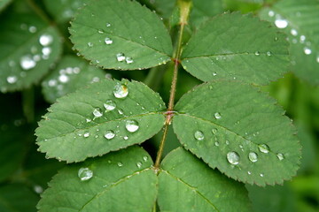Water drops after rain on green shrub branch close up on green background in summer garden