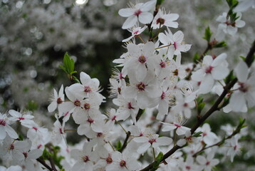 cherry tree blossom
