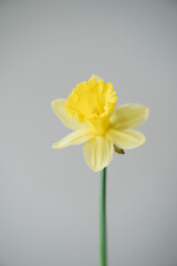 Beautiful single yellow coloured Narcissus flower on the grey wall background, close up vertical view