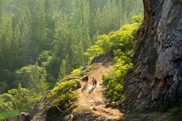 tree in the mountains