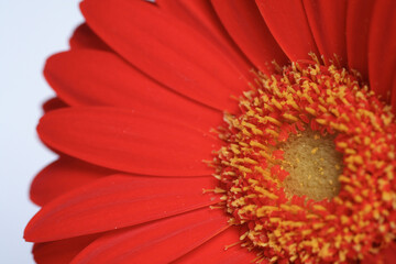 Red Flower