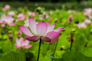 Obraz premium pink lotus flower