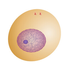 Interphase. The chromosomes duplicate prior to meiosis.