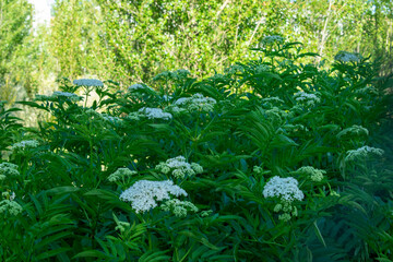 Planta blanca sobre fondo verde natural