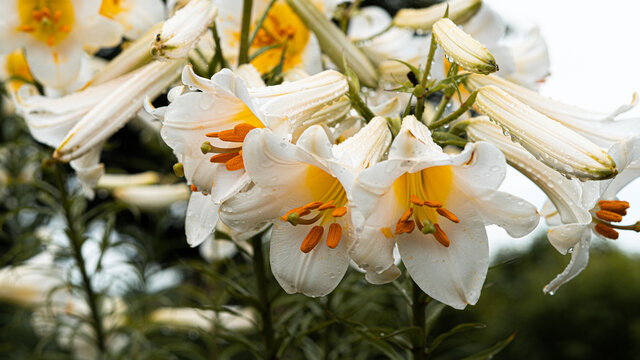 White lilies with yellow centers with drops after rain in the garden. Beautiful background. High quality photo