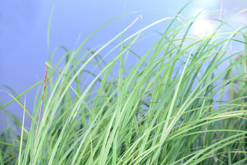 Tall green grass grows on the edge of blue water