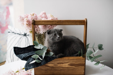 Adorable furry little scottish fold kitten sitting in the wooden box, surrounded by blossoming flowers at the florist shop