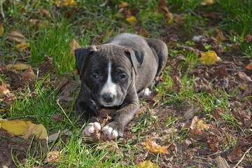 Amstaff - staffordshire terrier américain