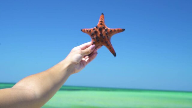Rear view of blondie woman holding a starfish at beach over blue sky and sea. Close up view,fucosed on hair and hand of the woman holding an orange starfish against blue sky, turqouise water on summer