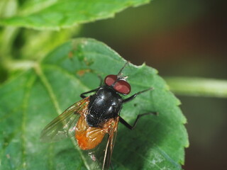 fly lay on green leaf in garden under tree