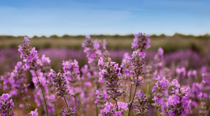 Fototapeta na wymiar Honey bee pollinates the lavender flowers. Nectar collecting in the province rural areas with endless fields or lavender. Beautiful wallpaper.