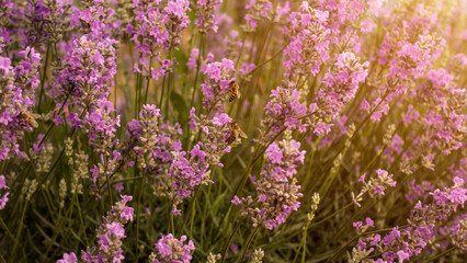 Obraz premium Honey bee pollinates the lavender flowers. Nectar collecting in the province rural areas with endless fields or lavender. Beautiful wallpaper.
