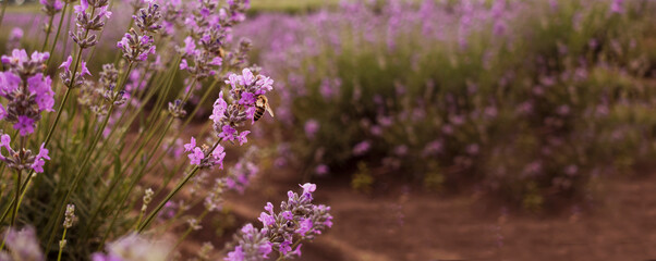 Honey bee pollinates the lavender flowers. Nectar collecting in the province rural areas with...