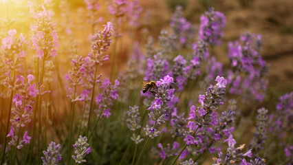 Fototapeta na wymiar Honey bee pollinates the lavender flowers. Bumblebee pollinates the lavender flowers. Nectar collecting in the province rural areas with endless fields or lavender. Beautiful wallpaper.