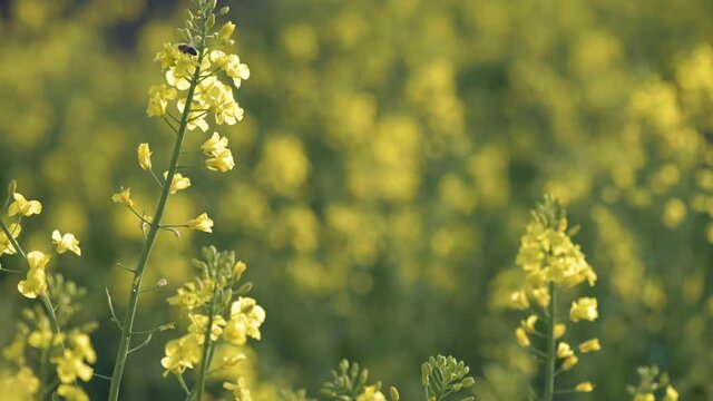 Rapeseed field. Yellow rape oilseed flowers on the field in summer or spring. Closeup of Blooming canola growing in meadow at sunny day.