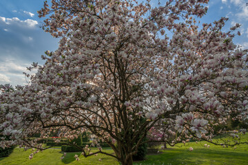 Fototapeta premium Close up looking up tree bloom in spring season in botanic park. Blue sky with clouds