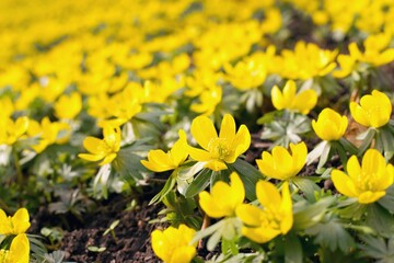 Fototapeta premium Spring flowers in the park, Winter Aconite flowers (Eranthis Hyemalis)