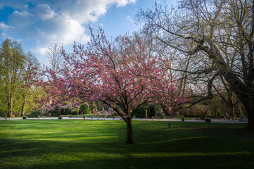 Tree bloom in spring season in botanic park Arboretum, Slovenia. Colorful landscape with fine grass. Enjoyment in pristine nature