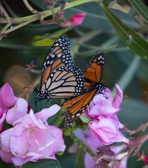 Monarch butterfly Danaus plexippus mating on an Oleander bush