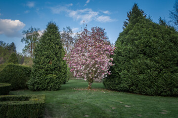 Tree bloom in spring season in botanic park Arboretum, Slovenia. Colorful landscape with fine grass. Enjoyment in pristine nature