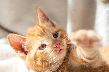 Cute little red kitten is playing on light background