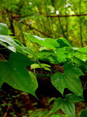 dew drops on green long ivy, the most charming and beautiful points of rain forest in Thailand.