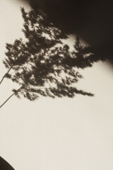 Dry pampas grass / reed. Shadows on the wall. Silhouette in sunlight
