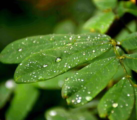 dew drops on green leaves, the beautiful of rain forest in Thailand.