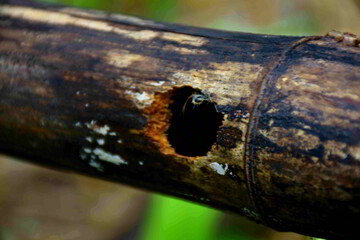 bumble bee's hole in dried bamboo zang, a charm of rain forest, in Thailand.