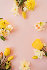 Round frame wreath made of yellow narcissus and tulip flowers on pink background. Flat lay, top view floral blank copy space mockup template