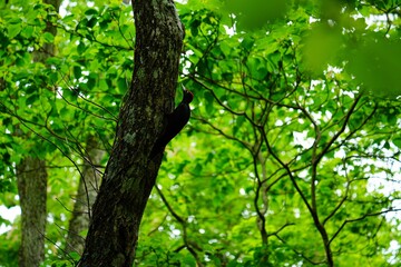 北海道　初夏のクマゲラ