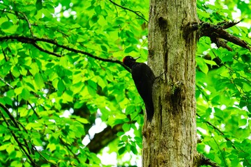 北海道　初夏のクマゲラ