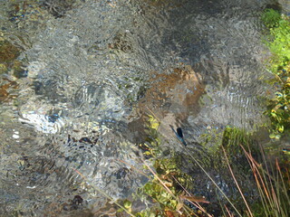 Blue dragon fly in wetland