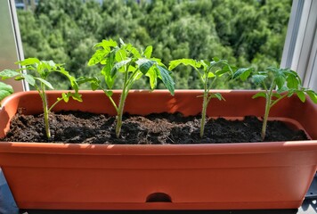 Tomatoes seedlings in a greenhouse on the balcony in front of the window