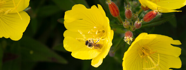 A bee collects pollen on a yellow flower.