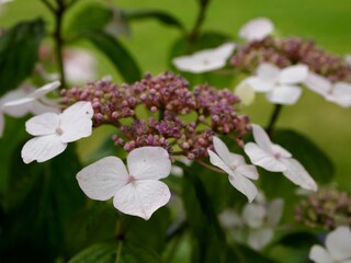 Blossoms