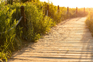 Ecological hiking trail in the national park through sand dunes, beach, sedge thickets and plants,...