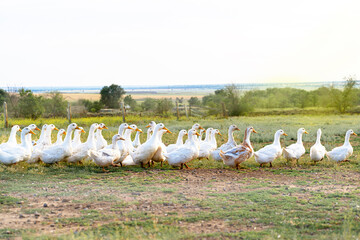 a herd of white ducks graze in a field