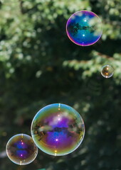 soap bubbles in the sun on a background of trees