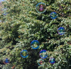 soap bubbles in the sun on a background of trees