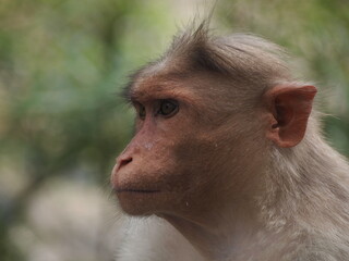 Fototapeta premium Rhesus monkey