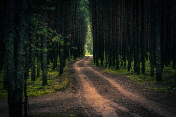 Naklejka premium road in the forest